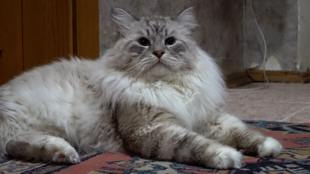 brutale-selbstgefälligen-Sibirische-Farbe-Point-Katze
