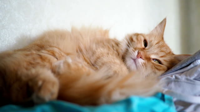 Cute-ginger-cat-lying-on-fabric.-Fluffy-pet-comfortable-settled-to-sleep