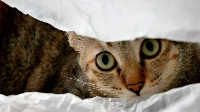 Gelbe-Thai-Katze-liegend-und-spielen-in-der-Plastiktüte