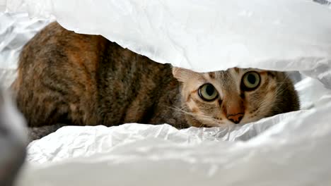 Gelbe-Thai-Katze-liegend-und-spielen-in-der-Plastiktüte