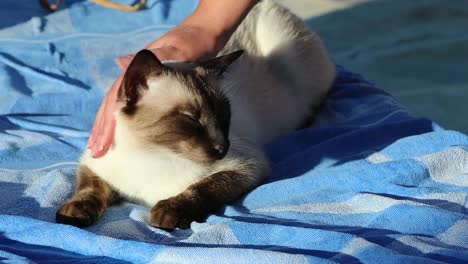 Woman-Caressing-A-Siamese-Cat