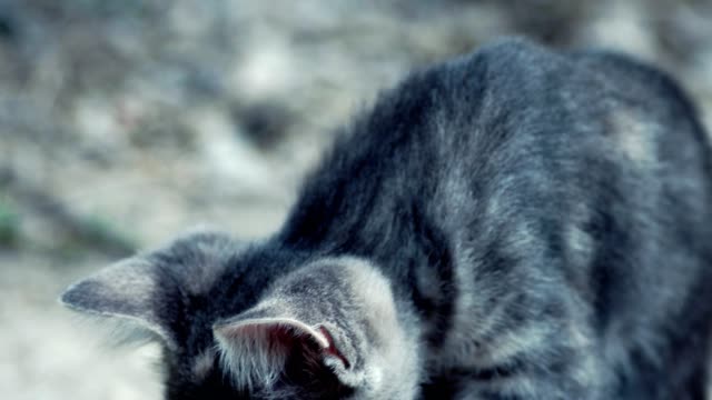 Süße-Tabby-Kitten-sehr-CloseUp-Handheld-Shot