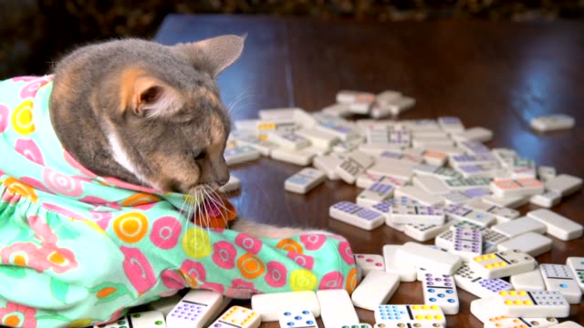 Slow-Motion-süße-Katze-im-bunten-Kleid-Domino-spielen