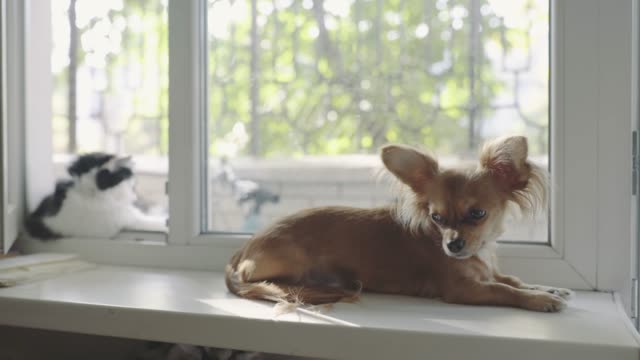 Cat-and-dog.-Chihuahua-dog-and-fluffy-cat-on-the-window-sill-in-home