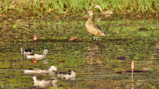 Duck-on-wetland.