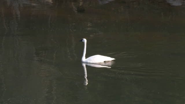 4K-60p-wide-shot-of-a-trumpeter-swan-in-yellowstone