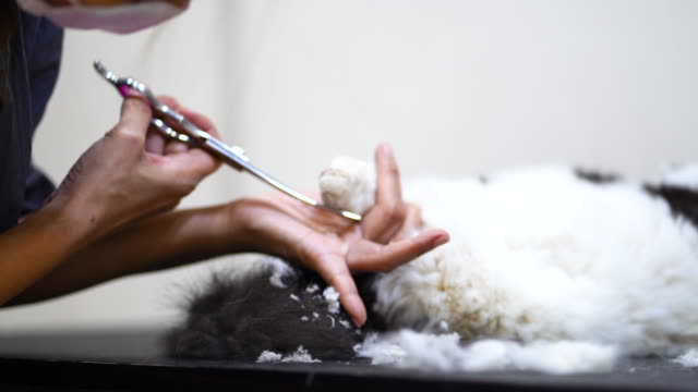 Schneiden-Katze-Zehennägel-im-Beauty-Salon-für-Hunde-und-Katzen