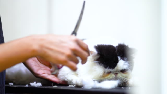 Schneiden-Katze-Zehennägel-im-Beauty-Salon-für-Hunde-und-Katzen