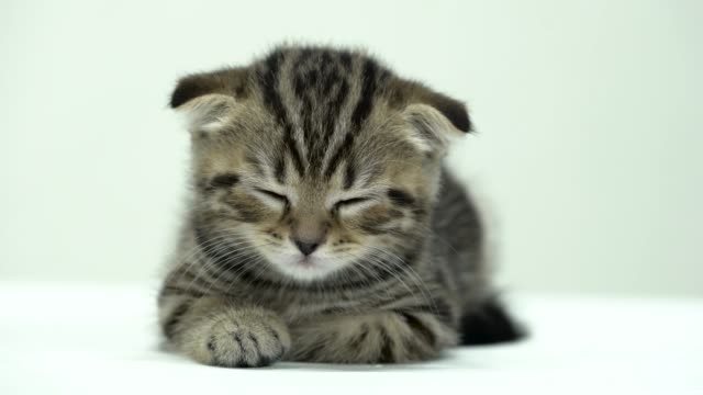 Gatito-pequeño-está-durmiendo-en-una-habitación-blanca