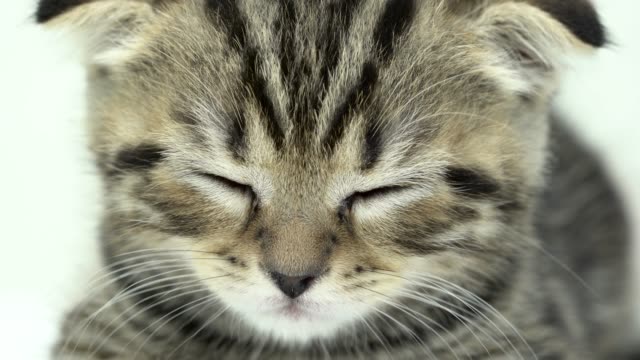 Kitten-schläft-in-einem-weißen-Raum.-Nahaufnahme