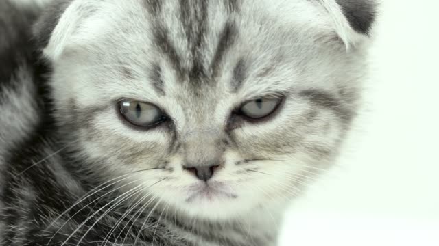 Kitten-spotted-scottish-fold-breed-sitting-.-White-background.-Close-up