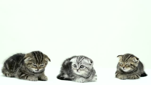 Many-small-kittens-scottish-fold-and-straight-are-running-around.-White-background
