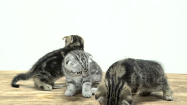 Aufgeregte-Kätzchen-herumlaufen-in-verschiedene-Richtungen.-Weißem-Hintergrund