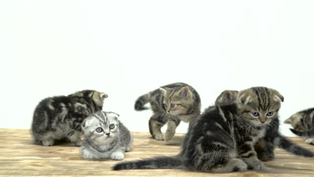 Viele-kleine-Kätzchen-scottish-Fold-und-geradeaus-laufen-umher.-Weißem-Hintergrund