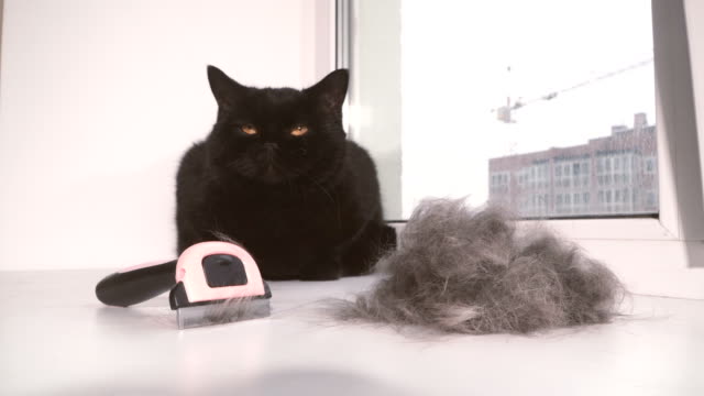 Wolle.-Eine-gekämmte-Katze-aus-Wolle