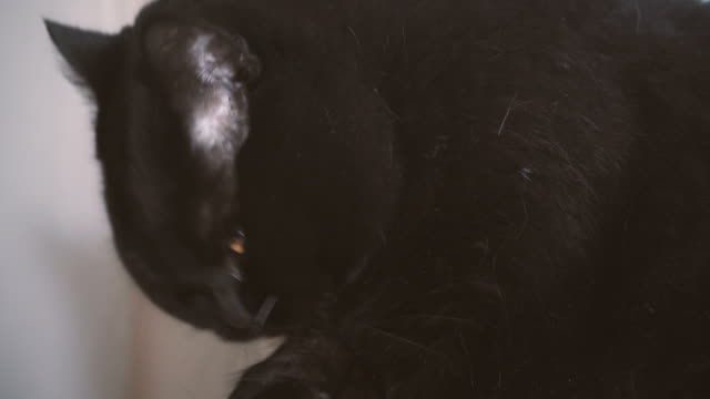 Black-cat.-Black-cat-licks-his-paw