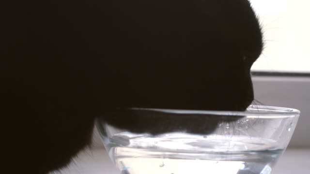 The-cat-drinks-water
