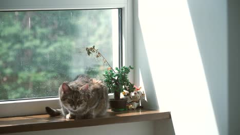 Fenster.-Die-Katze-liegt-auf-der-Fensterbank-neben-dem-Fenster