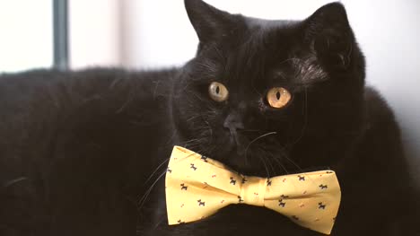 Schwarze-Katze.-Schwarze-Katze-mit-gelben-Bogen-ist-auf-der-Fensterbank