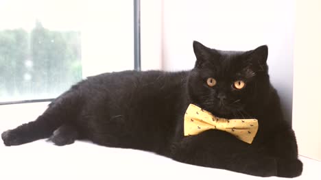 Gato-negro.-Gato-negro-con-lazo-amarillo-está-en-la-repisa-de-la-ventana