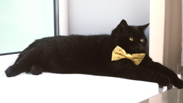 Schwarze-Katze.-Schwarze-Katze-mit-gelben-Bogen-ist-auf-der-Fensterbank
