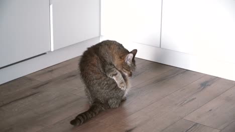 Laminate.-The-cat-lies-on-the-laminate-floor-in-the-apartment