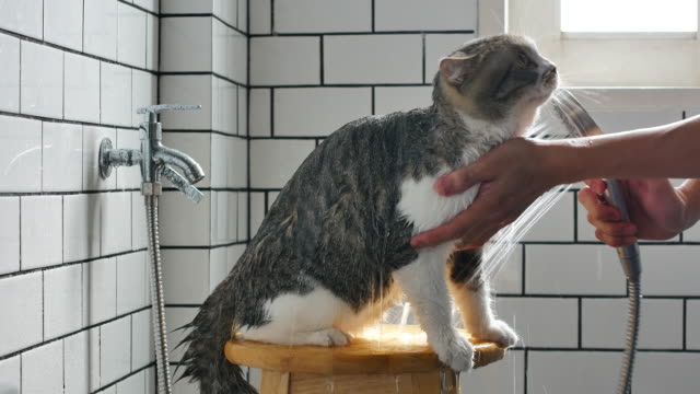 Ein-Mann,-ein-Bad-für-seine-Scottish-Fold-Katze-in-einer-Toilette-mit-Dusche-zu-nehmen.
