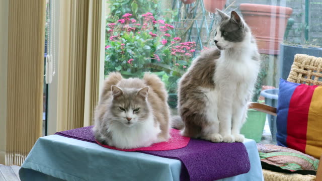 Dos-hermosos-gatos-domésticos-en-el-hogar