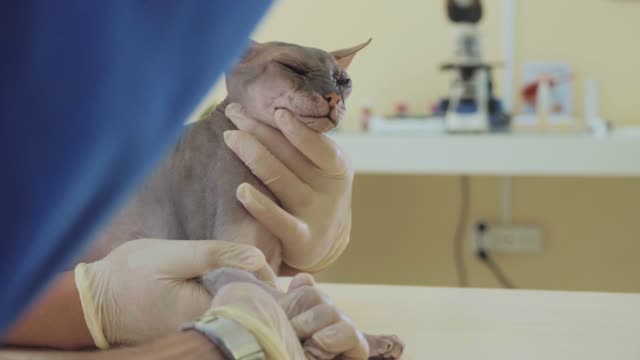 Tierbetreuung-beim-Tierarzt.-Blutentnahme-für-Analyse-Sphinx-Katze-mit-einem-Katheter.