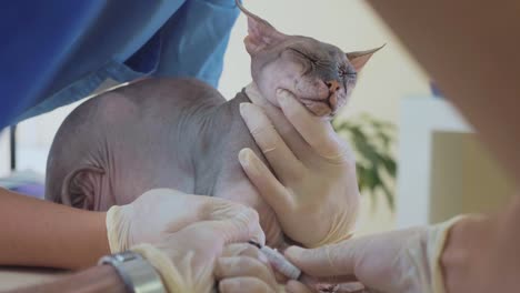 Cuidado-de-las-mascotas-al-veterinario.-Tomar-sangre-de-gato-esfinge-de-análisis-con-un-catéter.