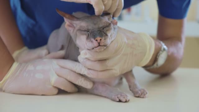 The-veterinarian-is-cleaning-the-ears-of-a-bald-sphinx-cat-at-veterinary-clinic