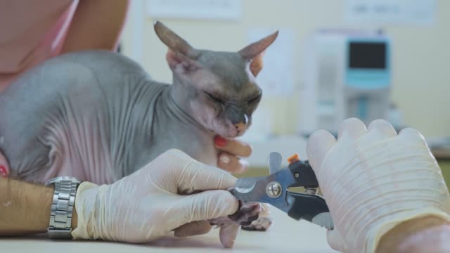 El-veterinario-corte-las-garras-del-gato-Calvo-Esfinge-en-la-clínica-veterinaria,-primer-plano