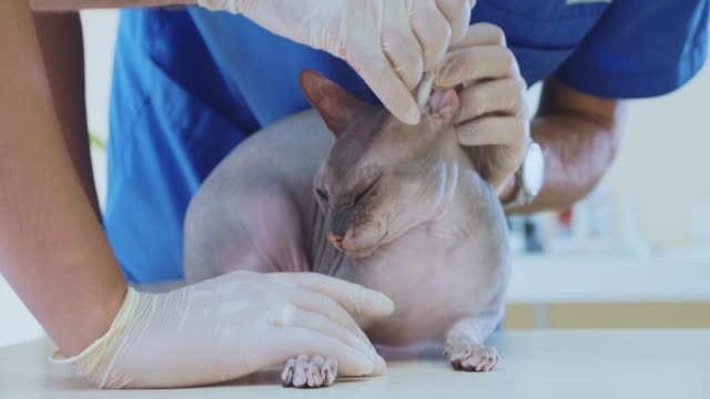 The-veterinarian-is-cleaning-the-ears-of-a-bald-sphinx-cat-at-veterinary-clinic