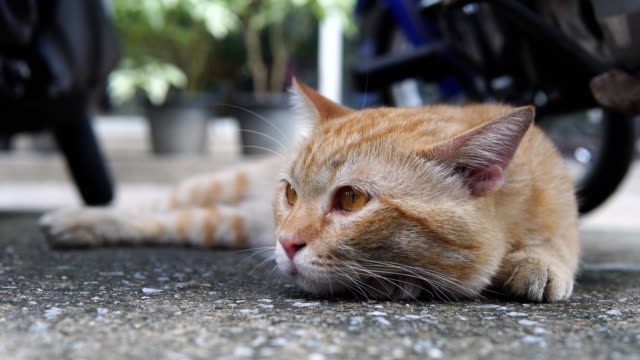 Closeup-brown-cat-be-sleepy-on-ground