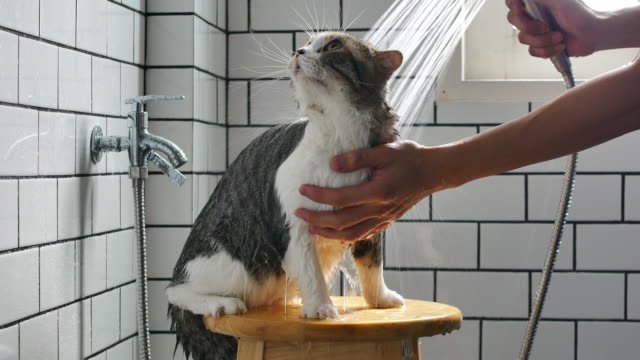 A-man-taking-a-bath-for-his-Scottish-fold-cat-in-a-bathroom-with-a-shower.