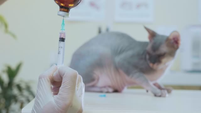 Veterinarian-does-the-vaccination,-injecting-the-cat-into-the-veterinary-clinic.
