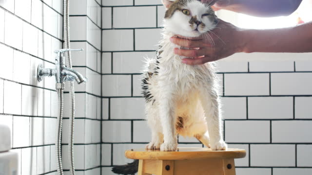 Ein-Mann,-ein-Bad-für-seine-Scottish-Fold-Katze-in-einem-Badezimmer-mit-einer-Dusche-zu-nehmen.