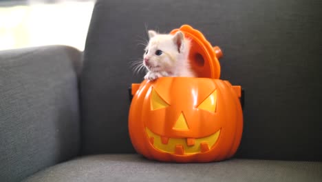 4K-lindo-gatito-tabby-ocultando-dentro-de-cubo-de-calabaza-naranja,-Feliz-Halloween