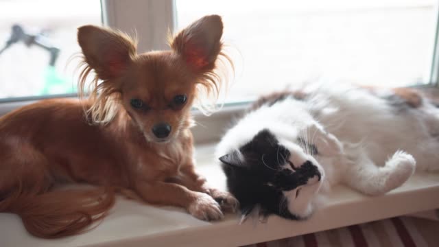 Katze-und-Hund.-Chihuahua-Hund-und-flauschige-Katze-auf-der-Fensterbank-im-Haus