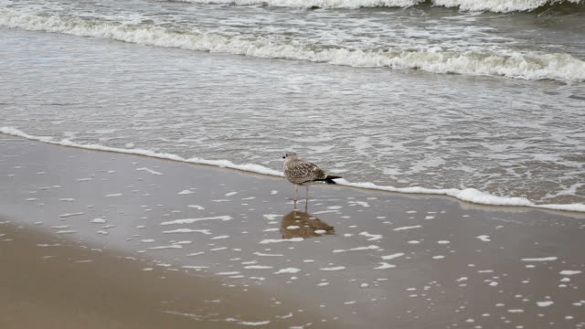 The-seagull-on-beach