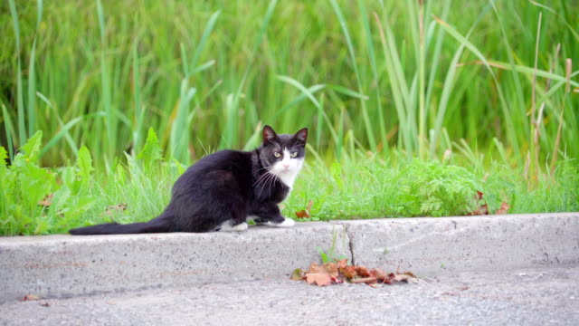 Die-schwarze-Katze-starrte-zurück-während-am-Straßenrand