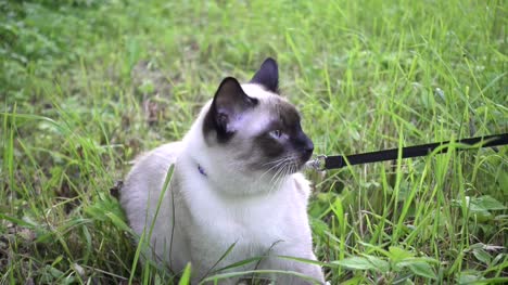 Junge-Katze,-Kätzchen,-Siam-oriental-Group,-Mekong-Bobtail-Spaziergänge-an-der-Leine-in-einem-grünen-Rasen