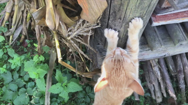 El-gato-rojo-afila-sus-garras-contra-el-mostrador-de-madera-de-la-caseta.