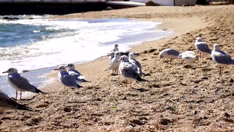 Seagull-on-sea-beach