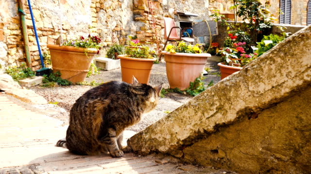 gato-sentado-cerca-de-las-macetas-en-una-calle-de-la-pequeña-ciudad-italiana