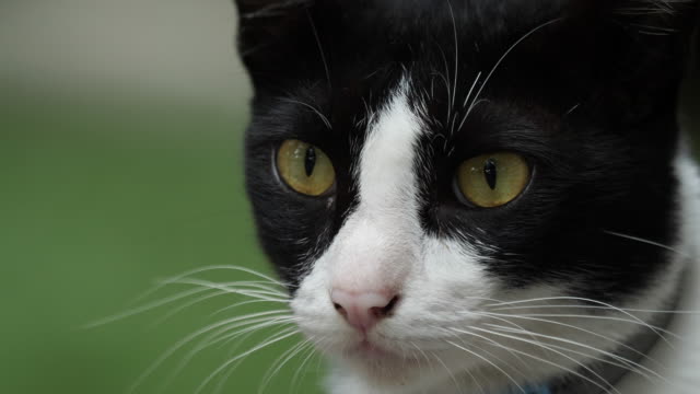 Nahaufnahme-von-schwarzen-und-weißen-Farbe-Katze.