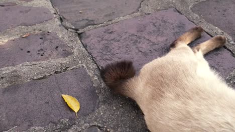 Tail-wagging-und-Katze-Schnurren-beim-schlafen-auf-der-Straße