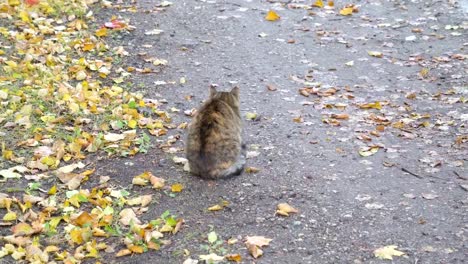 Eine-dicke-braune-und-graue-Katze-zu-Fuß-auf-dem-Bürgersteig