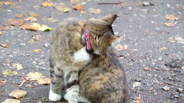 Ein-grau-mit-braunen-Flecken-Katze-auf-dem-Bürgersteig