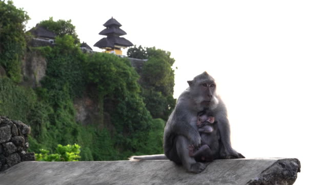 two-macaque-monkeys-on-a-wall-at-uluwatu-temple-on-bali